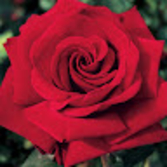 peonybl